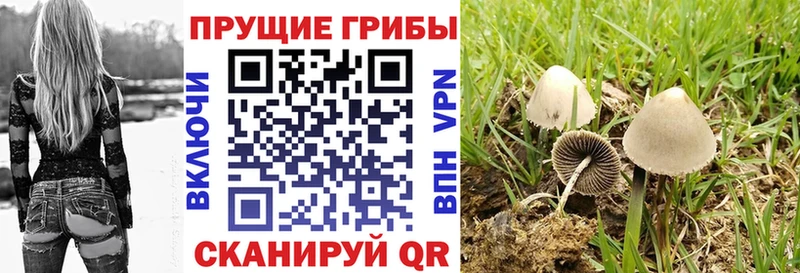 Галлюциногенные грибы Psilocybe  Смоленск 